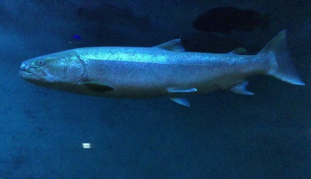 ノシャップ寒流水族館のイトウ